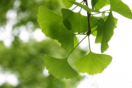 Ginkgo Biloba leafの写真素材
