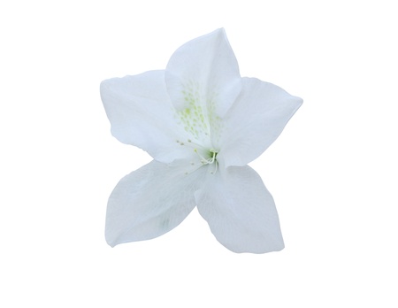 Azalea isolated on white background  clipping path included の写真素材