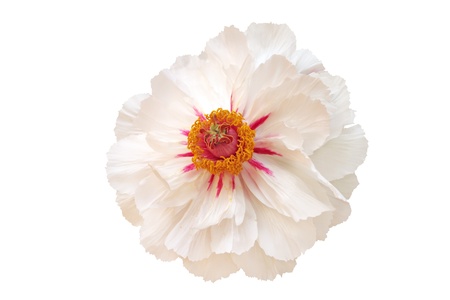 White peony flower isolated on whiteの写真素材