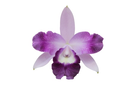 purple orchid flower isolated on white backgroundの写真素材