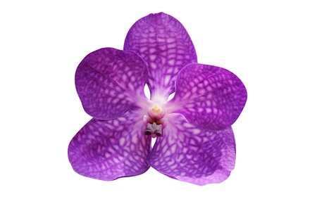 purple orchid flower isolated on white background - clipping path includedの写真素材