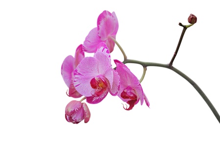 Pink orchid flower, isolated on whiteの写真素材