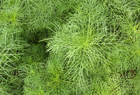 green leaf backgroundの写真素材