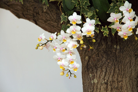 White orchid blossomingの写真素材
