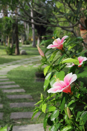 Hibiscus flower blossoming in a tropical parkの写真素材