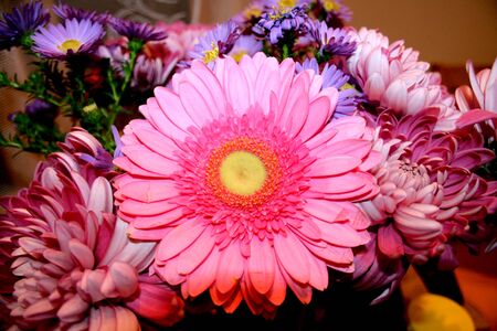 Pink Gerbera Daisy Flower macro.の写真素材