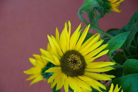 Yellow Sunflowers at home on red backgroundの写真素材