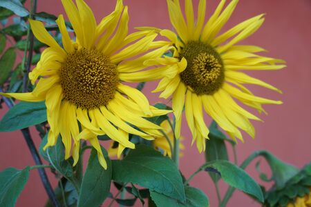 Yellow Sunflowers at home on red backgroundの写真素材