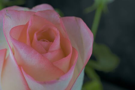 Close up view of a beautiful rose. Macro image of beautiful rose on dark backgroundの写真素材