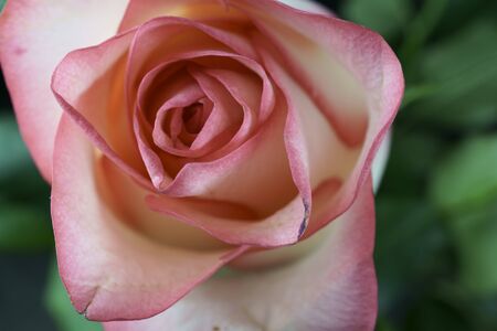 Close up view of a beautiful rose. Macro image of beautiful rose on dark backgroundの写真素材
