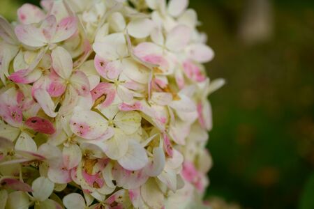 bunches of white hydrangea flowers, light rose petals. macro photo