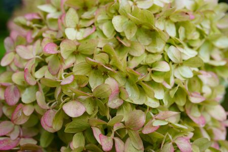 bunches of green hydrangea flowers, light green petals. close upの写真素材