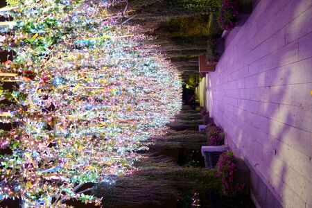 Light decorations in park. Photo made by late evening Wedding decorations in parkの写真素材