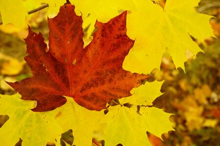 Colored maple leaves in the fall. well convey the mood of autumn Close up red leaves.の写真素材