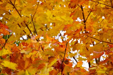 Colored maple leaves in the fall. well convey the mood of autumn. Yellow and Orange colors of leaves on treeの写真素材