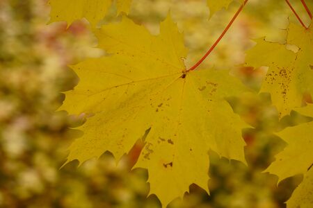 Colored maple leaves in the fall. well convey the mood of autumn. Yellow and Orange colors of leaves on treeの写真素材