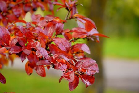 Red chokeberry leaves under the fall sun