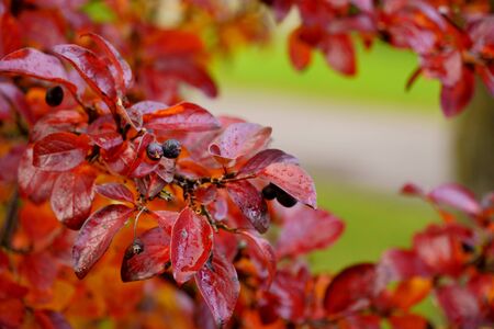 Red chokeberry leaves under the fall sun