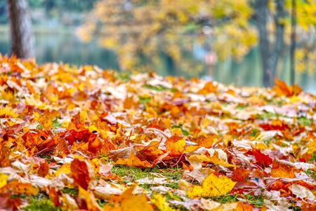Coloured maple leaves in the fall. well convey the mood of autumn Close up orange leaves on ground with unfocused sea. photoの写真素材