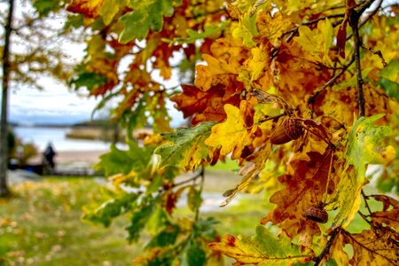 bright leaves of autumn oak, yellow, green, orange on a tree.with acorn.の写真素材