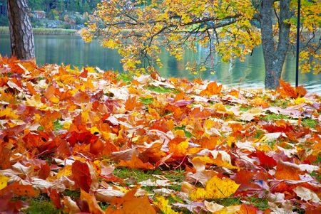 Coloured maple leaves in the fall. well convey the mood of autumn Close up orange leaves on ground with sea on background. photoの写真素材