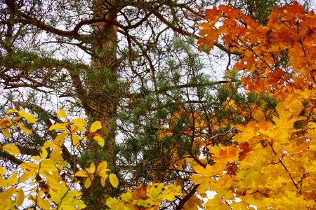 Autumn trees are recited with a variety of colors. Yellow, green, red, orange ... Despite the fact...