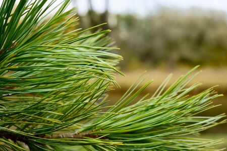 beautiful pine branch. Macro photo of needles of a pine bright green branch. photo