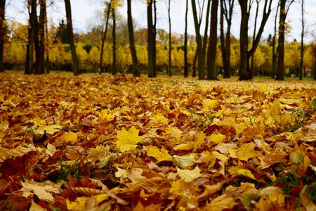 Coloured maple leaves in the fall. well convey the mood of autumn Close up orange leaves on ground...