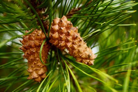 beautiful pine branch with a pine cone. Macro photo of needles of a pine bright green branch.