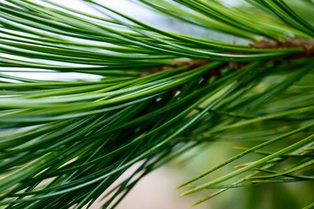 beautiful pine branch. Macro photo of needles of a pine bright green branch. photoの写真素材