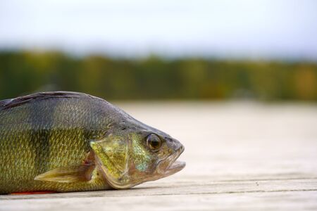European perch close-up on a wooden pier. Perca fluviatilis