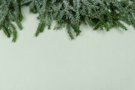 spruce branches on a white wooden background. mock-upの写真素材