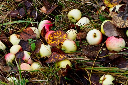 apples on the grass. If you did not have time to harvest ripe apples in the fall, then they fall to...