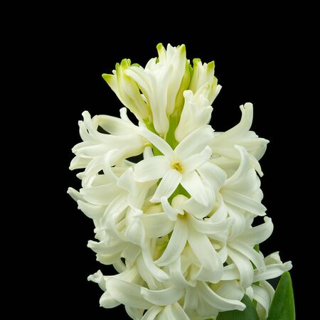 Macro shot of white hyacinth isolated on blackの写真素材
