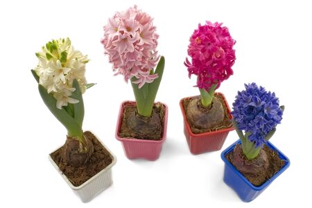 white, pink, blue hyacinth flowers close up isolated on whiteの写真素材