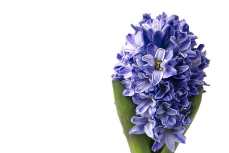 blue hyacinth in pot. close up hyacinth isolated on white with copy spaceの写真素材