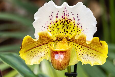Beautiful Orchid Paphiopedilum flowers bloom in spring adorn the beauty of nature close upの写真素材