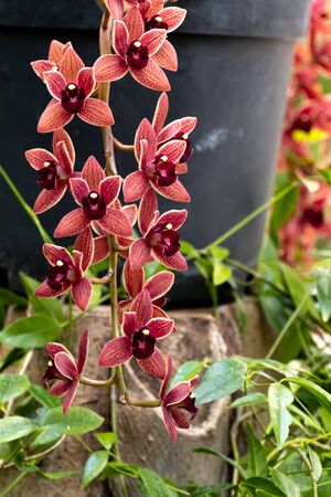 Cymbidium cali night orchid gainst tropical greensの写真素材