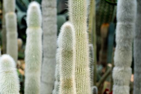 Cleistocactus strausii, commonly known as the silver torch or wooly torch, is a perennial cactus of the family Cactaceae.の写真素材
