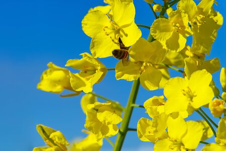 Close- up of rapeseed flowers, Brassica napus. bottom viewの写真素材