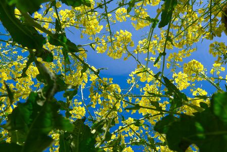 Close- up of rapeseed flowers, Brassica napus. bottom view.の写真素材