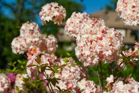 White, soft pink rhododendron flowers in summer park, blurry green leaves, natural organic...