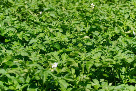 Potato bush blooming with white flowers in potato plants. growing organic potato at garden.の写真素材