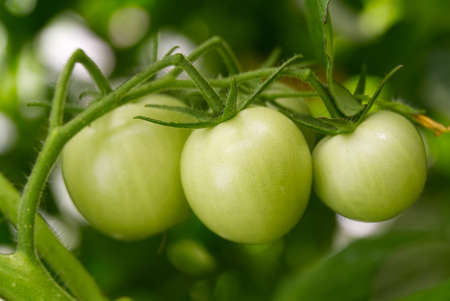 Unripe Green Tomatoes in a greenhouse, DIY cultivation concept.