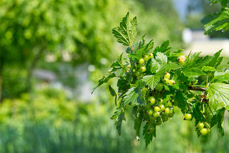 Unripe red currant on a bush, Maturing of berries in garden.