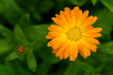 Calendula flower with leaves, Calendula officinalis or english marigold on blurred green background. Close up macro of medicinal kalendula herb.の写真素材