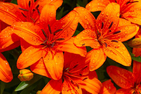 Orange lily flower close-up shoot in garden.の写真素材