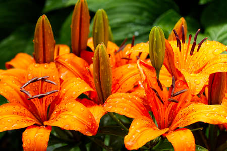 Orange lily flower close-up shoot in garden.の写真素材