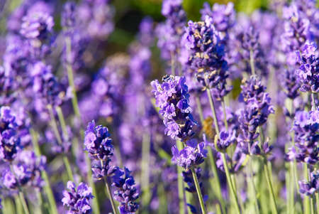 Close-up of lavender flower on a summer day in the garden, selective focusの写真素材