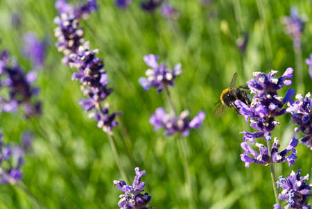Close-up of bumblebee on lavender flower on a summer day in the garden, selective focus